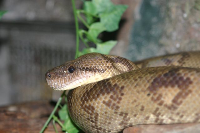 Hroznýš psohlavý | foto: Zoo Jihlava