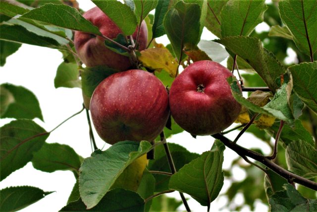 Jablka,  ilustrační foto | foto: Vladislava Wildová,  Český rozhlas
