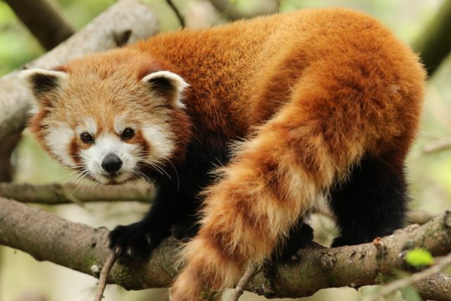 Panda červená | foto: Martin Maláč,  ZOO Jihlava,  ZOO Jihlava