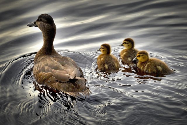 Ilustrační foto | foto: Pixabay,  Licence Pixabay