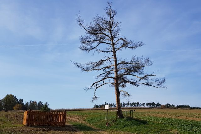 Památná borovice u Jemnice | foto: Irena Šarounová,  Český rozhlas