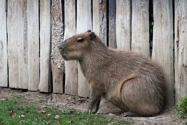 Kapybara  (Hydrochoerus hydrochaeris) | foto: Simona Kubíčková,  ZOO Jihlava