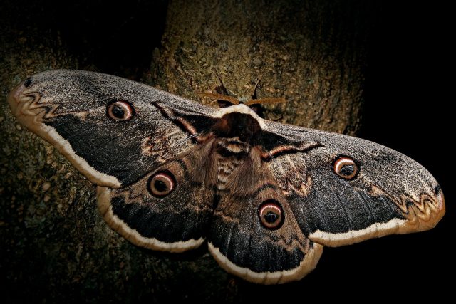 Martináč hrušňový je náš největší motýl | foto: Martin Maláč,  ZOO Jihlava
