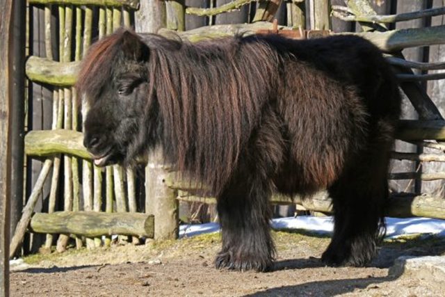 Shetlandský pony,  Zoologická zahrada Jihlava | foto: Martin Maláč,  ZOO Jihlava,  ZOO Jihlava