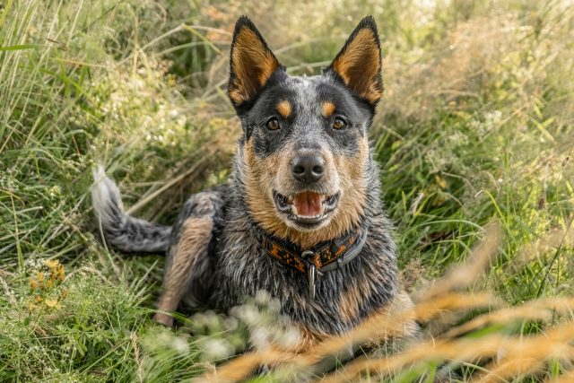 I váš pes může být Pašákem Vysočiny | foto: Lucie Suchánková Hochmanová,  Český rozhlas