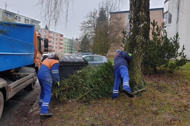 Svoz vánočních stromků,  Jihlava | foto: Daniela Brychtová,  Český rozhlas