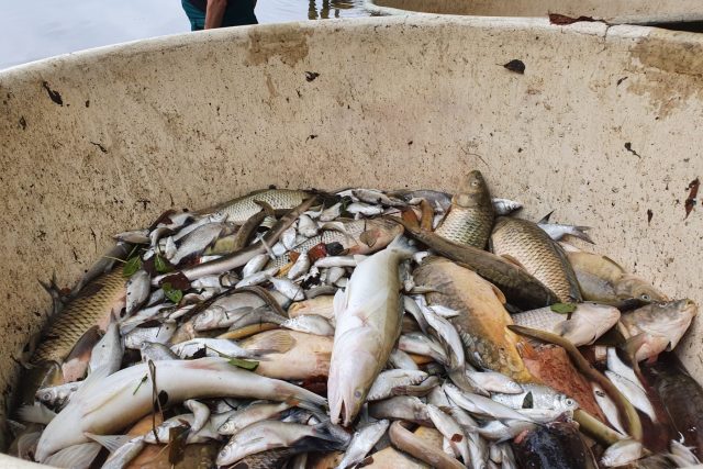 Pelhřimov,  rybník Stráž,  rybáři loví větší množství mrtvých ryb | foto: Tereza Pešoutová,  Český rozhlas Vysočina
