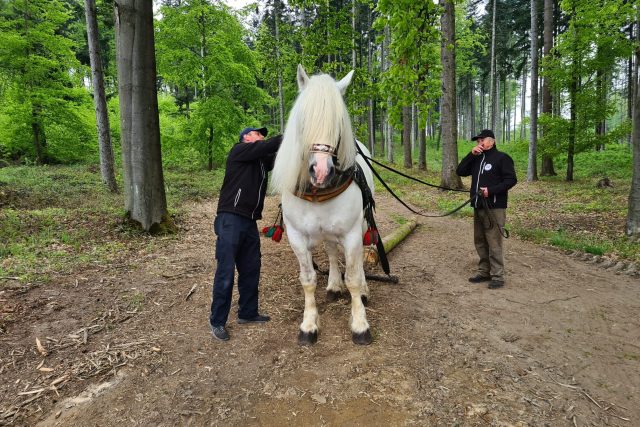 Stahování dřeva s pomocí koně mohli sledovat lidé při Dni otevřených lesů v Zborné u Jihlavy | foto: František Jirků,  Český rozhlas