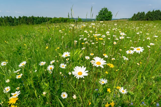 Sdružení Krajina,  Novoměstsko,  podmáčené louky | foto: Patrik Salát,  Český rozhlas