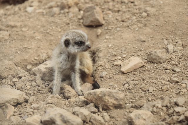 Surikaty v jihlavské zoo | foto: ZOO Jihlava