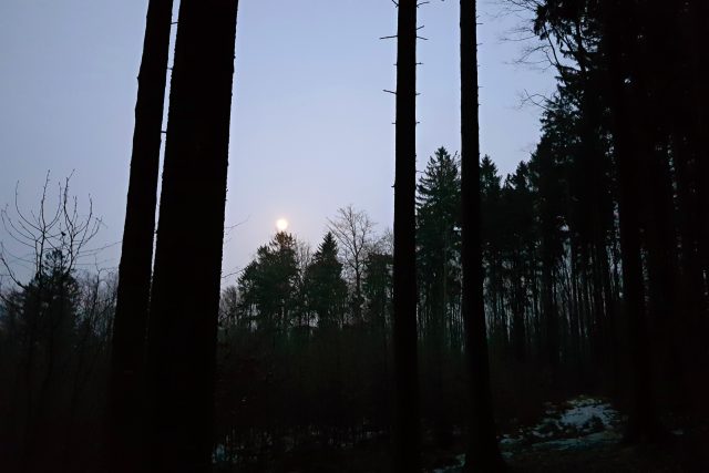 Les v předjaří,  Křemešník | foto: Irena Šarounová,  Český rozhlas