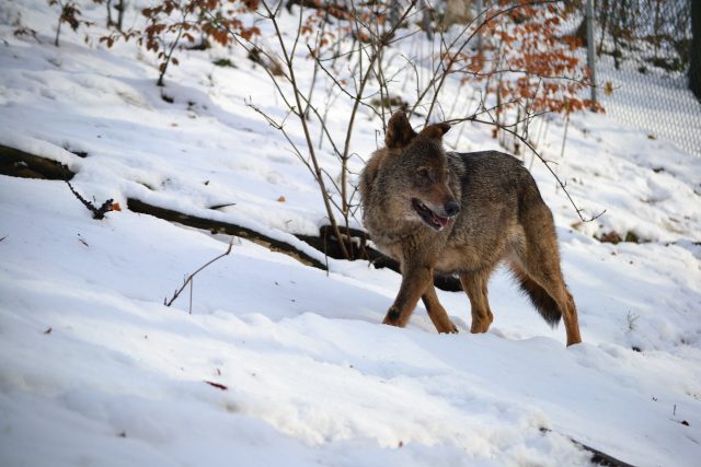 Vlk obecný,  Zoologická zahrada Jihlava | foto: Daniela Oberreiterová,  ZOO Jihlava