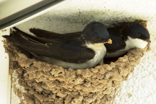 Pár jiřiček odpočívající v nedostavěném hnízdě | foto: Martin Strnad