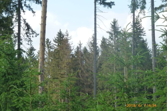 Suchý strom,  ilustrační foto | foto:  Lesy ČR