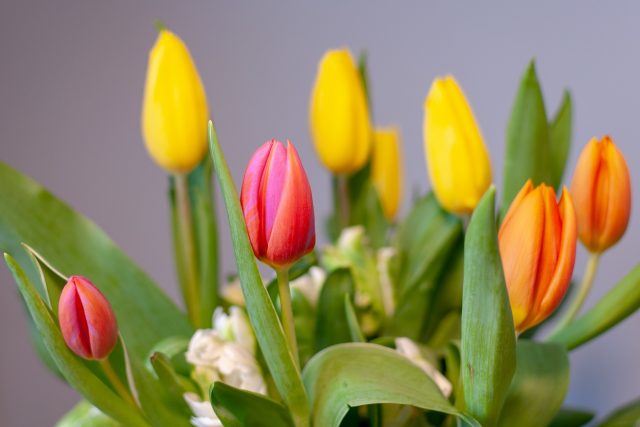 Tulipány,  kytice,  Den matek | foto:  pixelRaw,  Fotobanka Pixabay,  Licence Pixabay