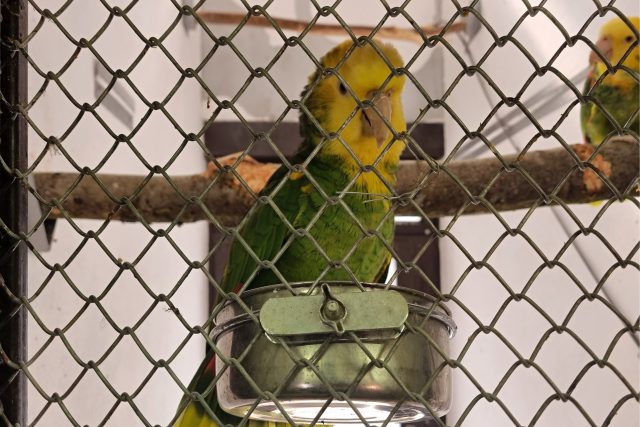V Děkanské zahradě v Pelhřimově žijí desítky papoušků | foto: Milan Soldán,  Český rozhlas