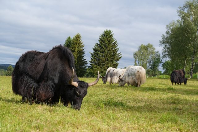 Jaci spásají chráněné louky v Českém lese | foto: Anna Matuštíková,  Český rozhlas