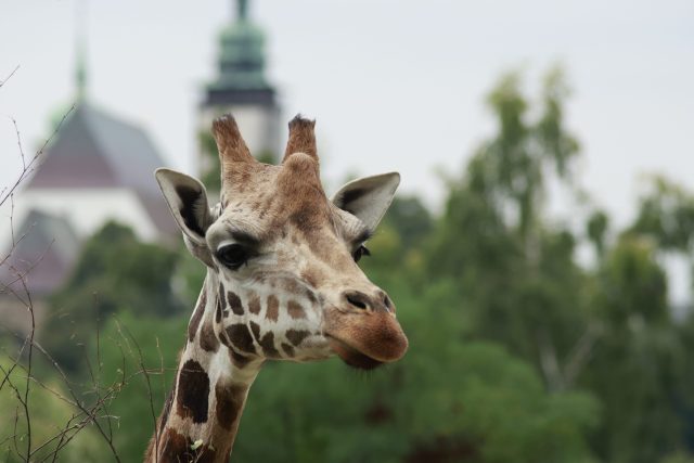 Žirafa Rothschildova | foto: ZOO Jihlava