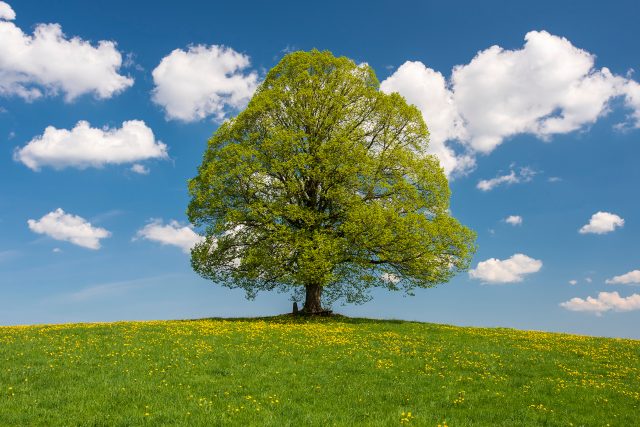 Lípa je náš národní strom | foto: Shutterstock
