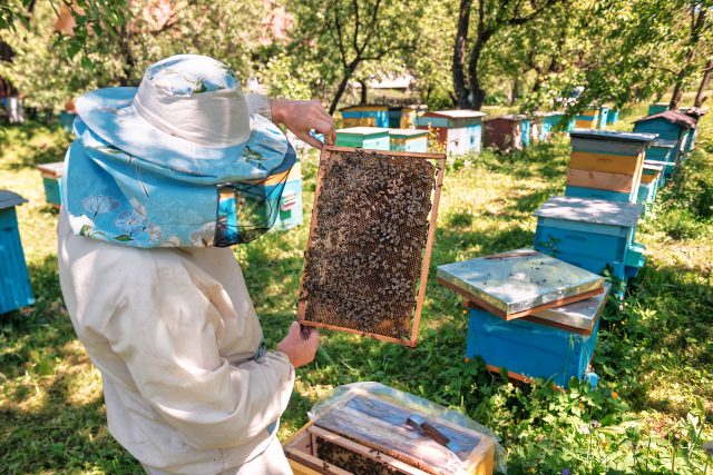 Včelař a jeho včely | foto: Shutterstock