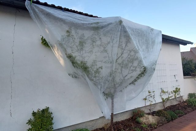 Někteří zahrádkáři se snaží stromky chránit před mrazem | foto: Veronika Vohralíková,  Český rozhlas