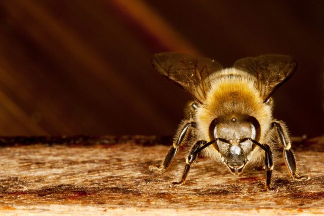 Včely byly letos na jaře méně aktivní,  ilustrační foto | foto: Veronika Souralová