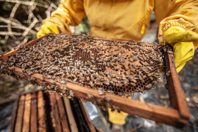 Včelař a včely | foto: Pexels,  CC0 1.0