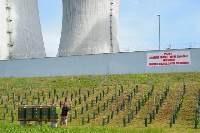 Jaderná elektrárna Dukovany,  chov včel | foto: Dáša Kubíková,  Český rozhlas