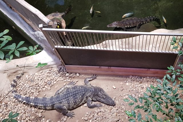 Krokodýlice Nessie,  krokodýl Alex,  Zoologická zahrada Jihlava | foto: Irena Šarounová,  Český rozhlas