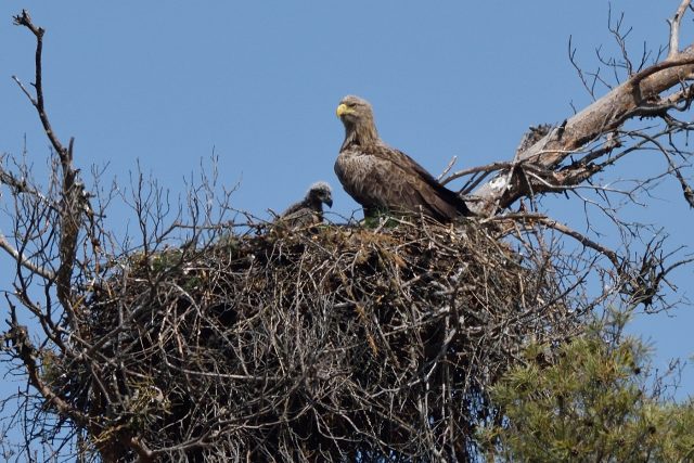 Na Vysočině hnízdí asi 20 párů orlů mořských | foto: Tomáš Bělka