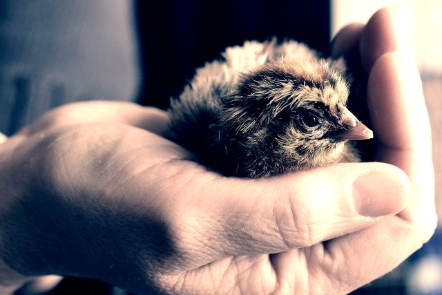 Kuře,  ptáče,  ruka | foto: Fotobanka Pixabay