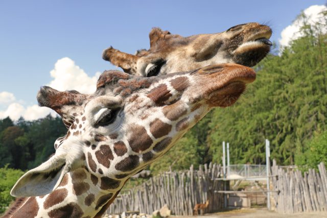 Žirafy,  zoo Jihlava | foto: Jan Foltán,  ZOO Jihlava