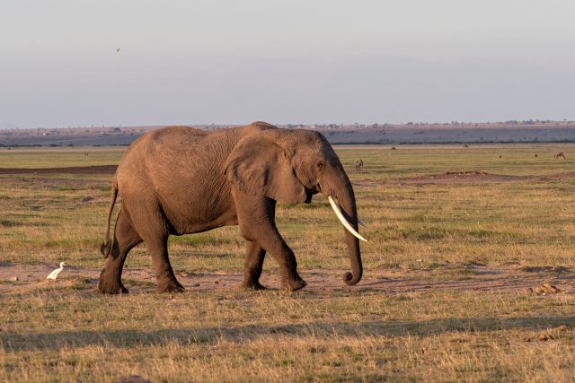 Slon africký | foto: Simona Kubíčková,  ZOO Jihlava