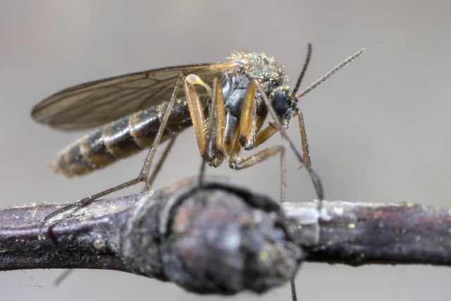 Komár,  hmyz,  makro | foto: Fotobanka Pixabay